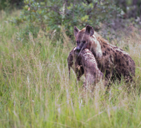 Hyena With A Kill Hyena With A Kill