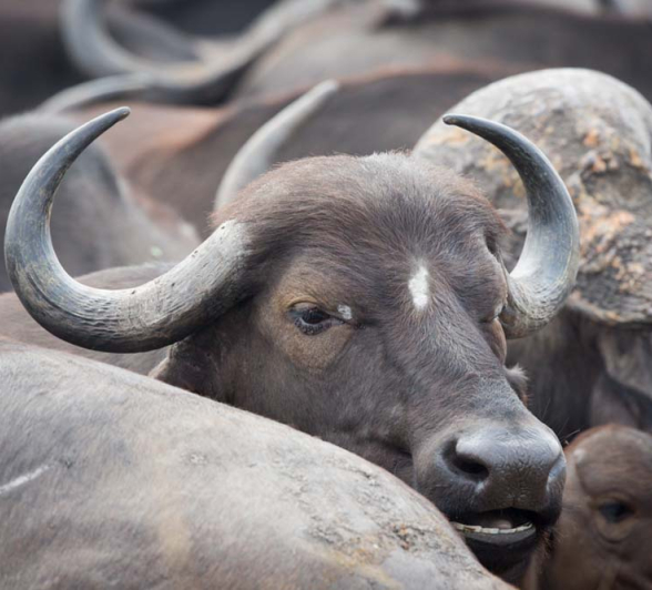 021Pravir Patel Buffalo 01 021Pravir Patel Buffalo 01