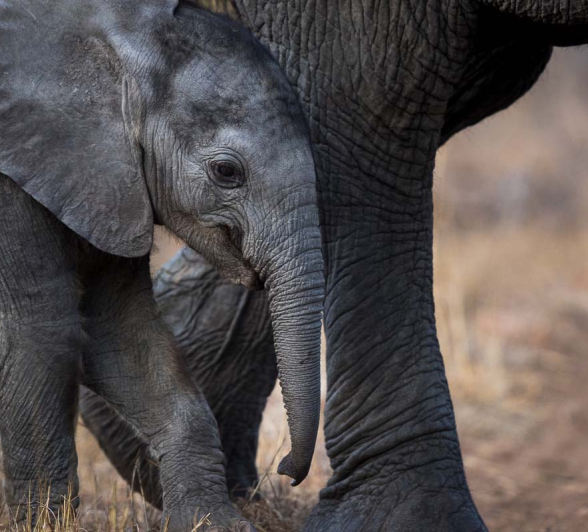 17Pravir Patel Elephant Calf 1 17Pravir Patel Elephant Calf 1