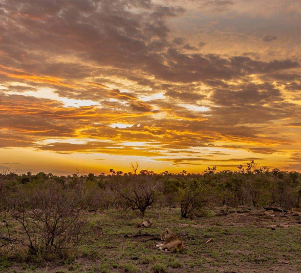 15Pravir Patel Lion05 301115