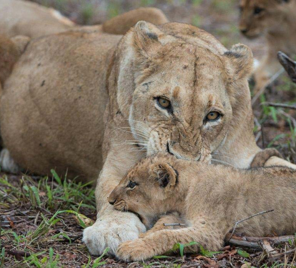 08Terry Ennever SP Cubs1 10 3 16 08Terry Ennever SP Cubs1 10 3 16