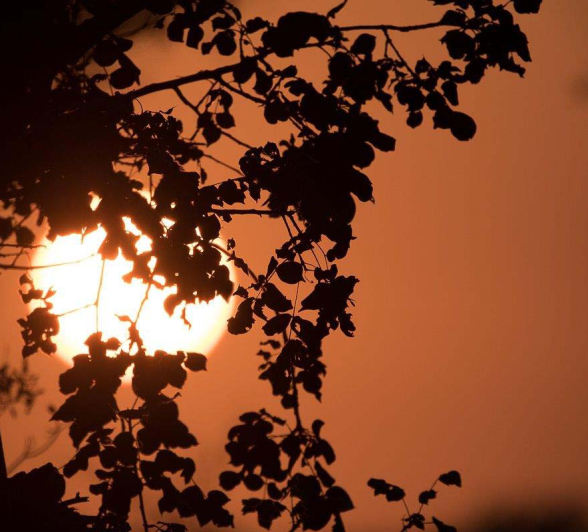 15Sheldon Hooper Sunrise Through The Trees 15Sheldon Hooper Sunrise Through The Trees