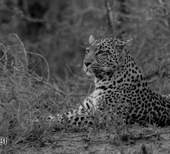 26Kevan Dobbie Tatowa 01 Final 26Kevan Dobbie Tatowa 01 Final