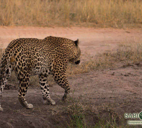 21Frederik Aucamp Leopard Max 1 Final 21Frederik Aucamp Leopard Max 1 Final