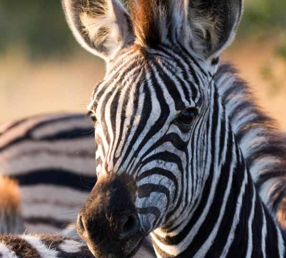 05Frederik Aucamp Zebra Final