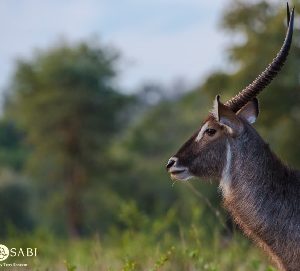 04Terry Ennever Filler Waterbuck Final 04Terry Ennever Filler Waterbuck Final