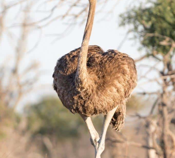 03Francois Malan Ostrich 20181008 3 Of 4 Final 03Francois Malan Ostrich 20181008 3 Of 4 Final