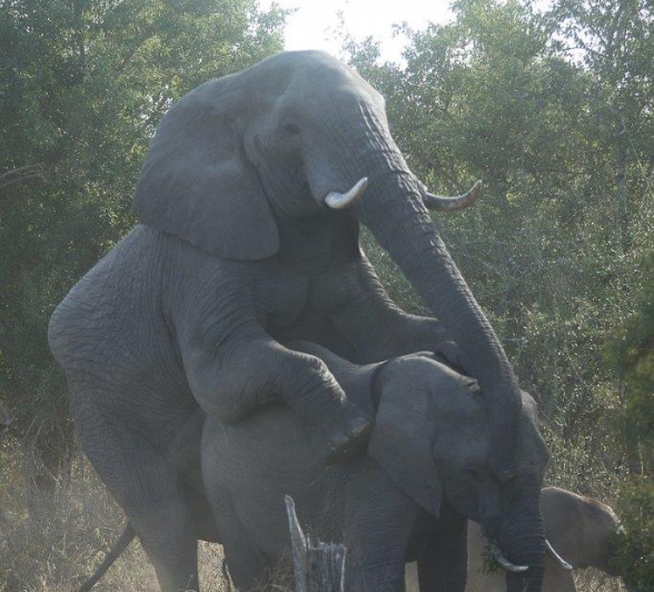 23 20190527 Ally Ross Elephant 01 Final 23 20190527 Ally Ross Elephant 01 Final