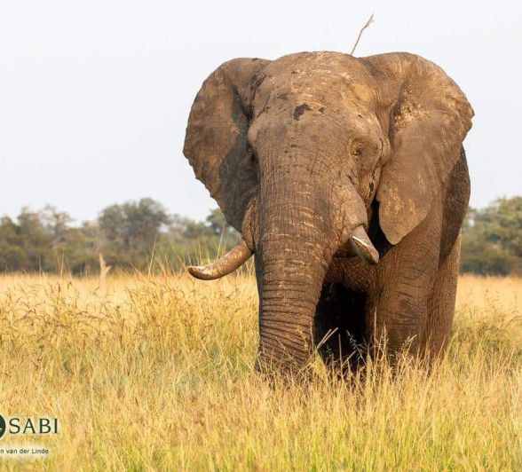 17Kevin Van Der Linde Elephant 16042019 Final