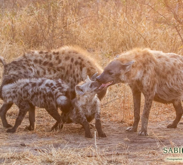 27Kevin Van Der Linde Hyena 19082019 FINAL 27Kevin Van Der Linde Hyena 19082019 FINAL