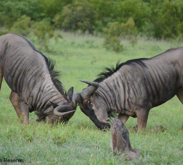 19Ronald Mutero Wildbeest 02012020  23 Final 19Ronald Mutero Wildbeest 02012020  23 Final