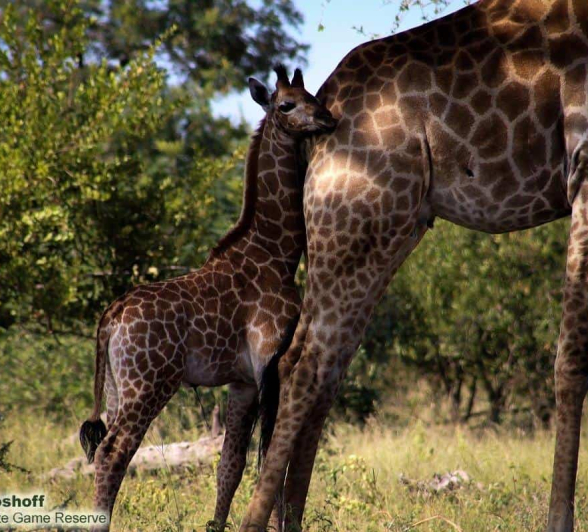 15Rebecca Boshoff Giraffe 1 Final 15Rebecca Boshoff Giraffe 1 Final