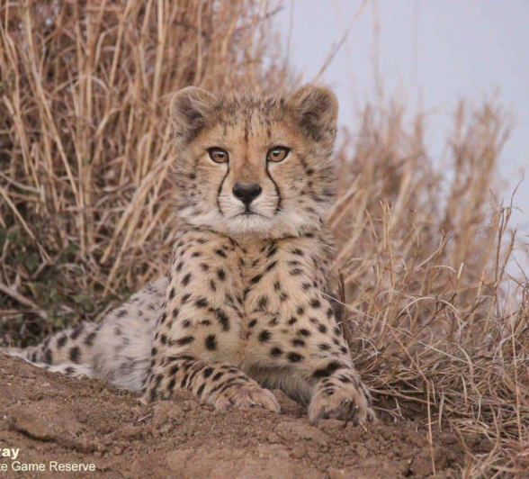 11Louise Murray Cheetah 14072020 4 Final 11Louise Murray Cheetah 14072020 4 Final