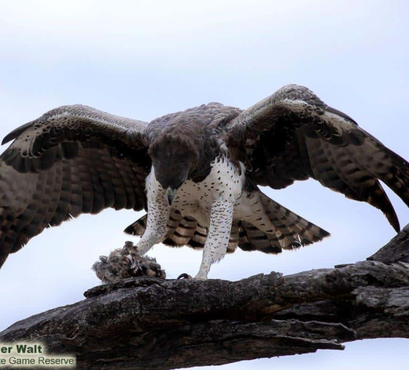 17Tyron Van Der Walt Martial Eagle 160720 2 Edit Final 17Tyron Van Der Walt Martial Eagle 160720 2 Edit Final