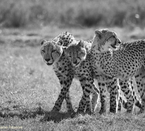 17Ally Ross 20201123 Cheetah Cubs 02 Final 17Ally Ross 20201123 Cheetah Cubs 02 Final