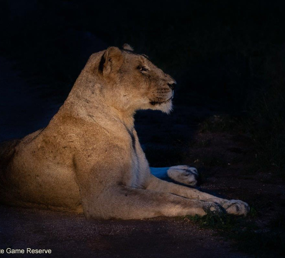 26Amy Leigh Lion Kumbula 2 060221 Final