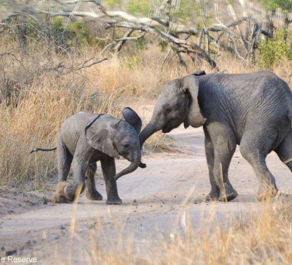 02Ronald Mutero Elephant 03102019 6 Final 02Ronald Mutero Elephant 03102019 6 Final