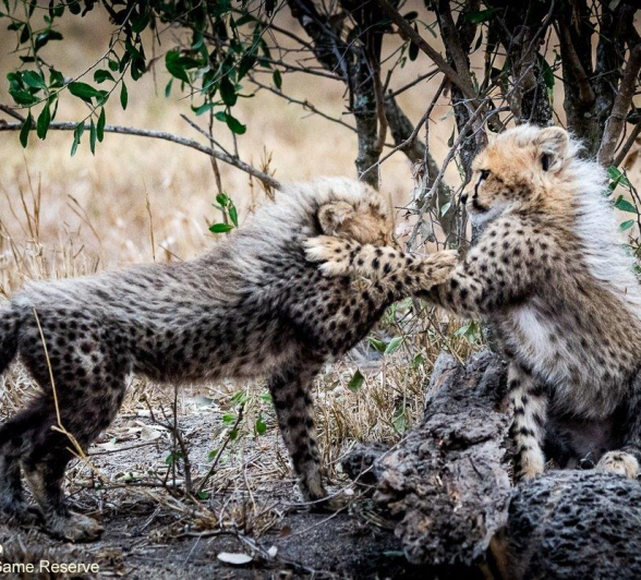 A09Ronald Mutero Cheetah And Cubs 29092021 10 Final
