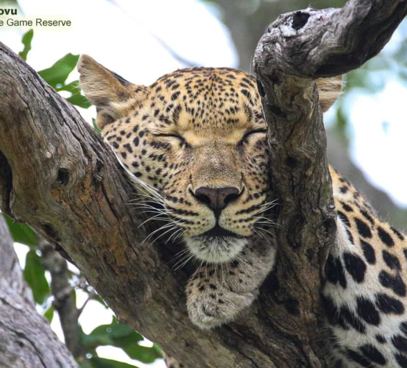 30 Andries Ndlovu Leopard Female 9.1.20 1 FINAL 30 Andries Ndlovu Leopard Female 9.1.20 1 FINAL
