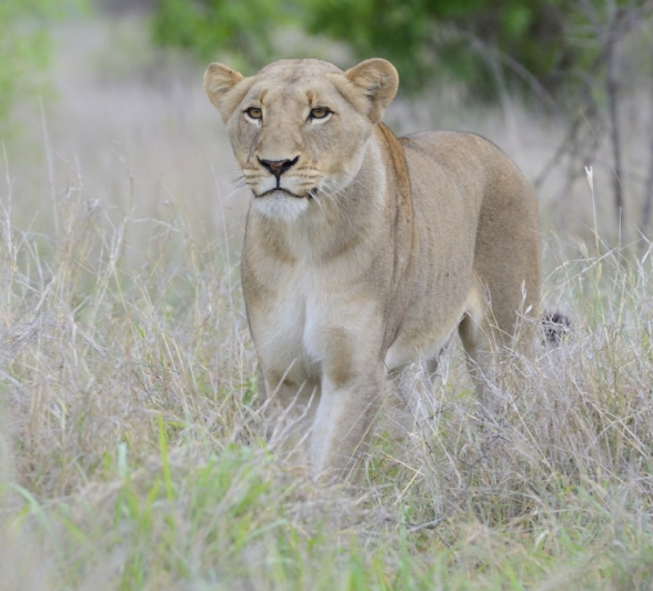 Southern Pride Lioness Hunting 2 Southern Pride Lioness Hunting 2