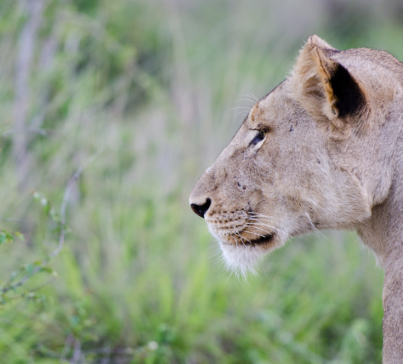 Southern Pride Stare Southern Pride Stare