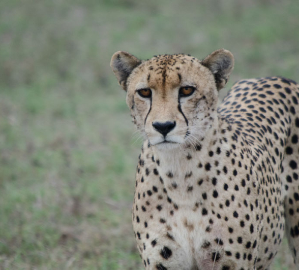 Cheetah Onlook Steve Cheetah Onlook Steve