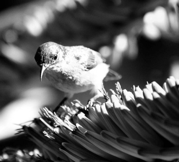 How animals became colourful Sabi Sabi