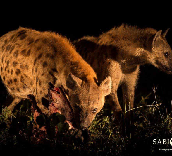 20Terry Ennever Hyenas 27218 2 Final