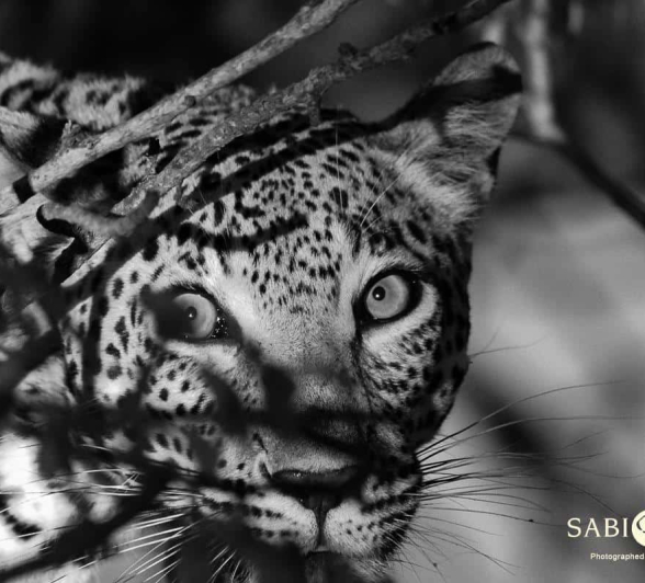 08Louise Murray Kigelia 03112018 4 Final 08Louise Murray Kigelia 03112018 4 Final