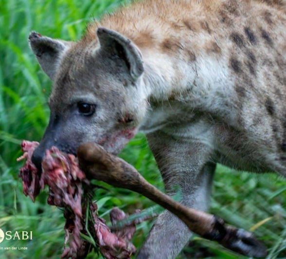 05Kevin Van Der Linde Hyena 26022019 Final 05Kevin Van Der Linde Hyena 26022019 Final