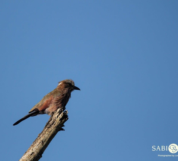 06Louise Murray Purple Roller Final 06Louise Murray Purple Roller Final