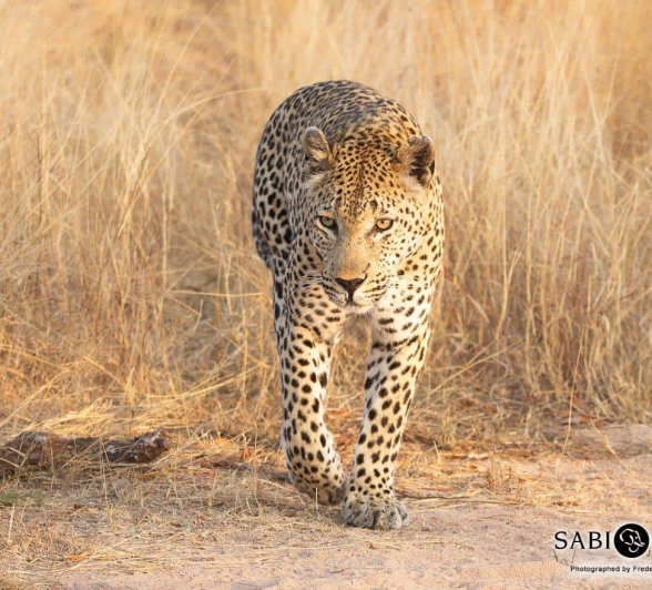 11Frederik Aucamp Maxebene Male Leopard 02 08 2019 Final 11Frederik Aucamp Maxebene Male Leopard 02 08 2019 Final