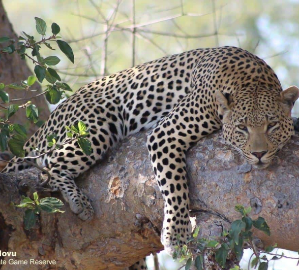 20andries Ndlovu Leopard White Dam 1 Final 20andries Ndlovu Leopard White Dam 1 Final