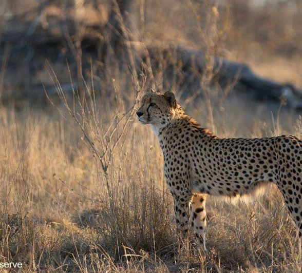 10Tyron Van Der Walt Cheetah 050920 3 Final 10Tyron Van Der Walt Cheetah 050920 3 Final