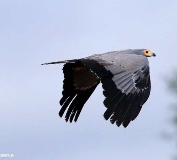 52Marco Vietti African Harrier Hawk 180920 Edit Final 52Marco Vietti African Harrier Hawk 180920 Edit Final