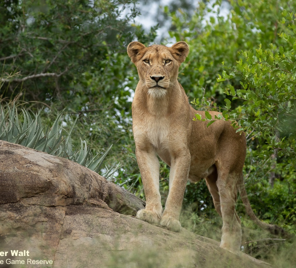 09Tyron Van Der Walt SP 260221 FINAL