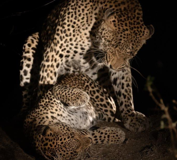 B24Tyron Van Der Walt Mating Leopards 040921 Portrait 3 Final B24Tyron Van Der Walt Mating Leopards 040921 Portrait 3 Final
