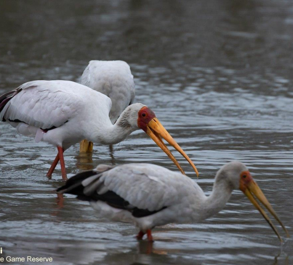 A09Marco Vietti Yellow Billed Stork 2 071021 Final A09Marco Vietti Yellow Billed Stork 2 071021 Final