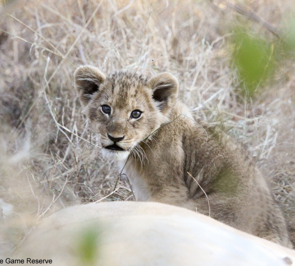 B02Erin Herbst Styx Cubs 1 220521 Final