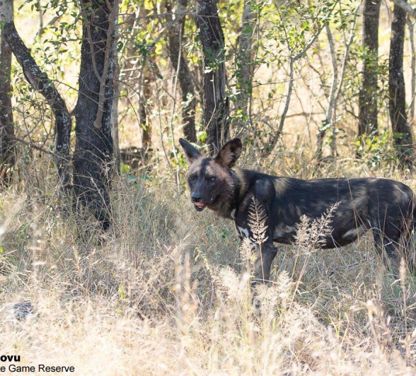 B02andries Wilddogs Blog 1 Final B02andries Wilddogs Blog 1 Final