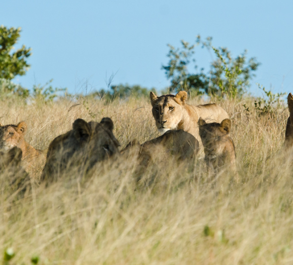Southern Pride On The Hunt