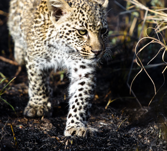 Nottins Cub 6 Nottins Cub 6