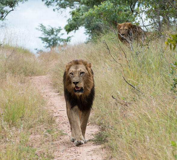 Lion3 Lion3