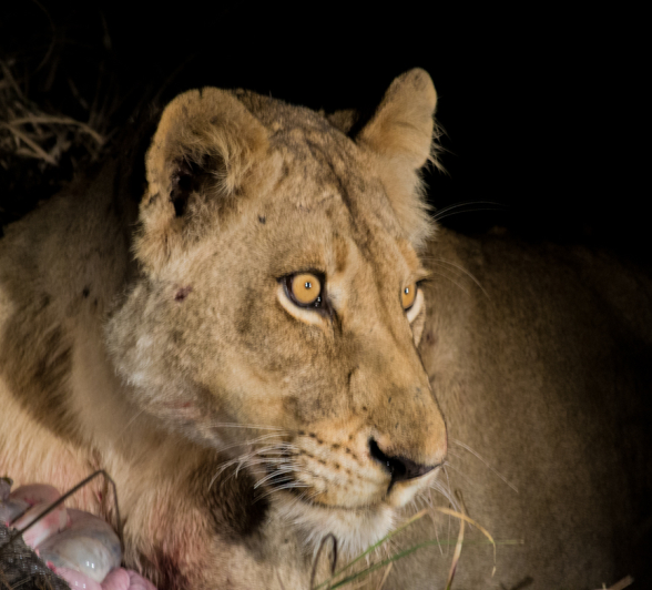Lioness 6 Lioness 6