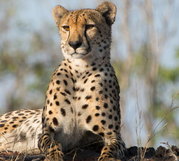 Male Cheetah 1 Grant Rodewijk Male Cheetah 1 Grant Rodewijk