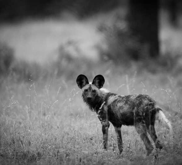 Lance Wild Dogs 5 Lance Wild Dogs 5