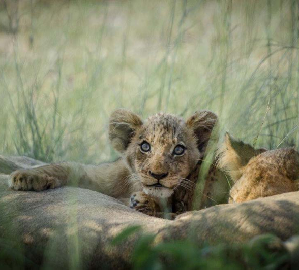 Mike L Southern Pride And Cubs Mike L Southern Pride And Cubs