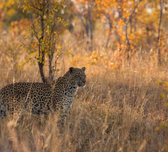 21Pravir Patel Leopard 02 21Pravir Patel Leopard 02