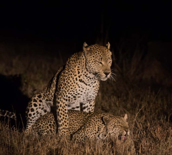 04Pravir Patel Leopard 03 04Pravir Patel Leopard 03