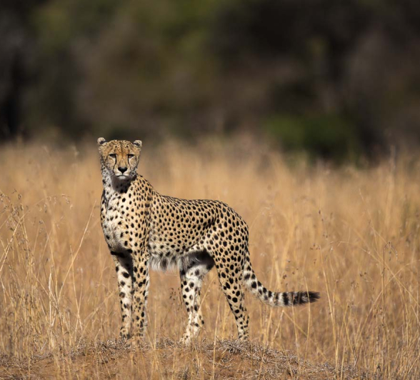 14Pravir Patel Cheetah01 14Pravir Patel Cheetah01